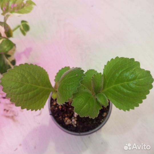 Диффенбахия, Хойя, джинура, сингониум, сциндапсус