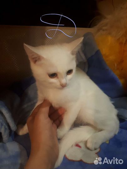 Кошка в дар бесплатно
