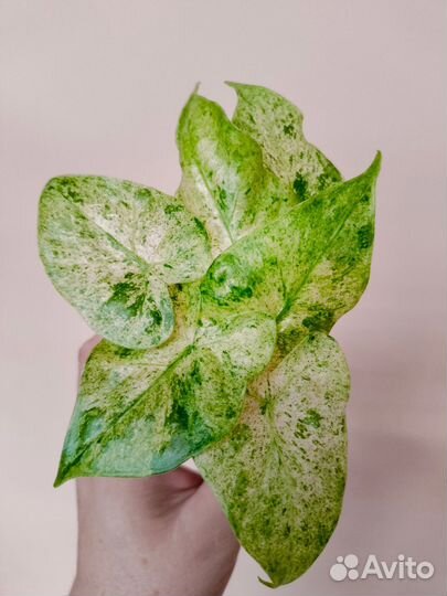 Алоказии редкие, детки 3