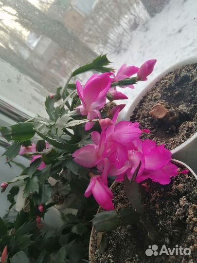 Декабристы