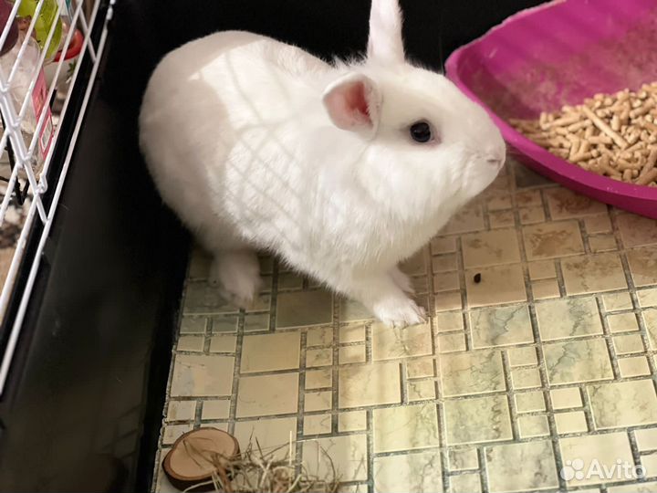 Бесплатно Декоративные кролики в добрые руки