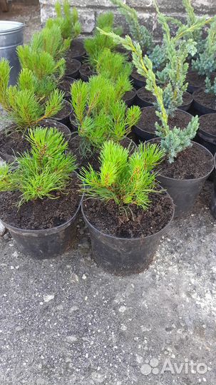 Кустовые розы саженцы