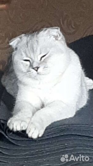 Шотландская шиншила