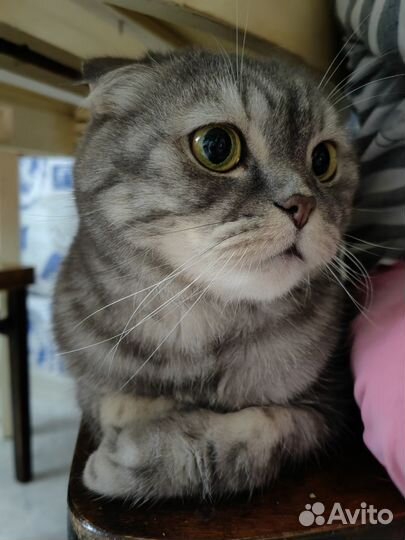 Британский кот