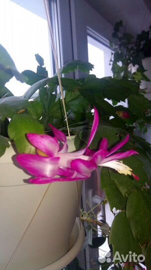 Декабрист двух расцветок (шлюмбергера)