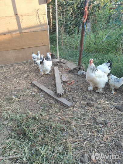 Брама светлая колумбийская, куропатчатая