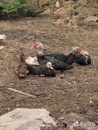 Мускусные утки