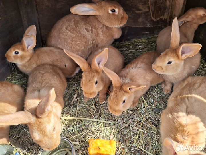 Кролики крольчата