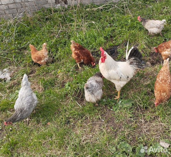 Куры молодки несушки домашние