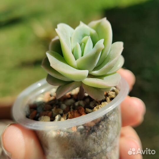 Суккуленты