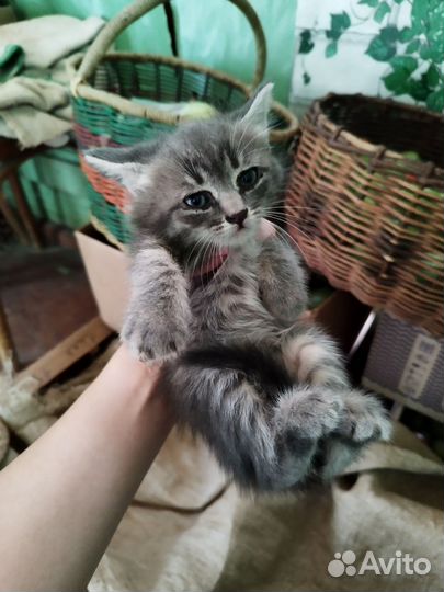 Котенок девочка