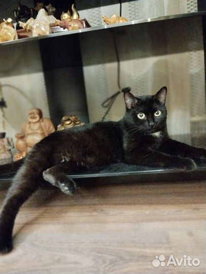 Черный котенок бесплатно