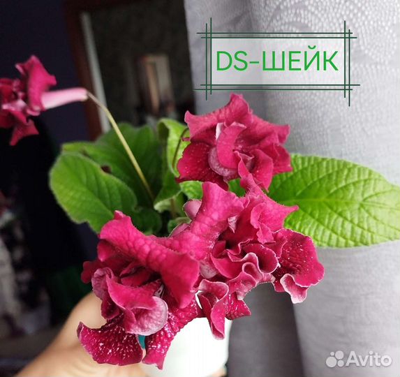 Стрептокарпусы