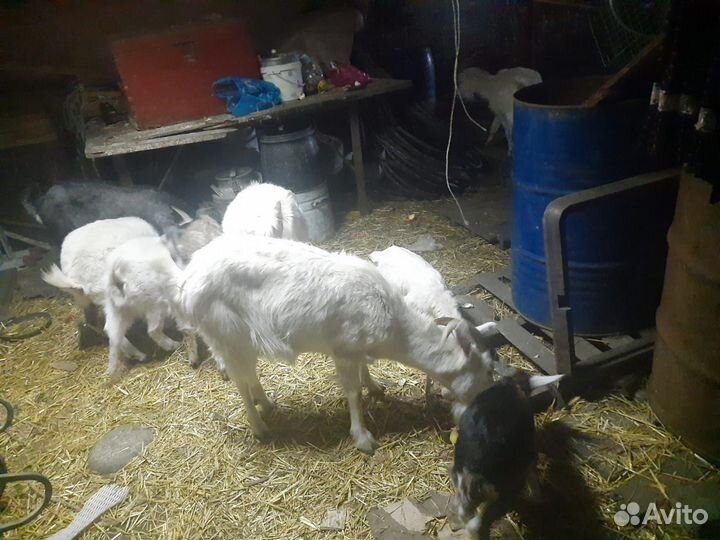 Коза дойная