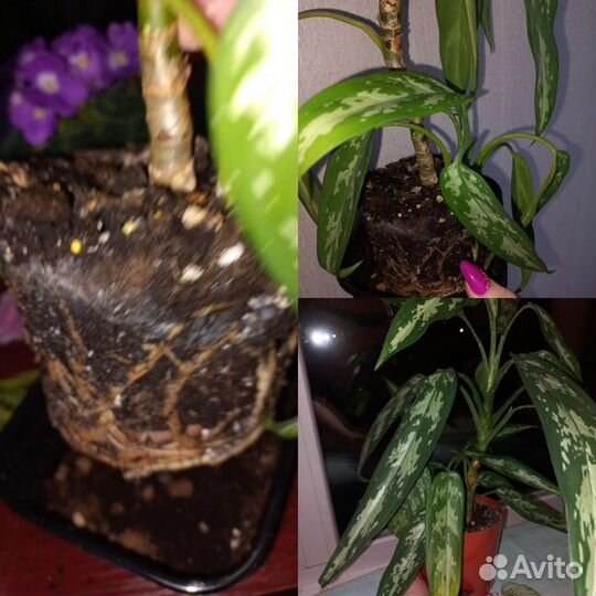 Фиалки, петуньи, монстера,калатея