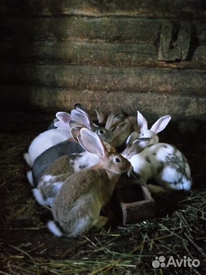 Продаются крольчата (2-4мес)