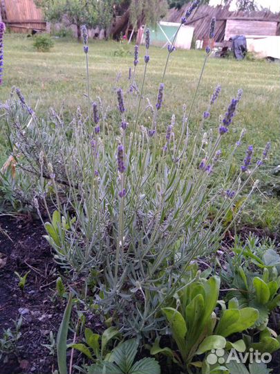Лаванда