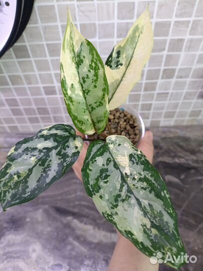 Аглаонема Цинта