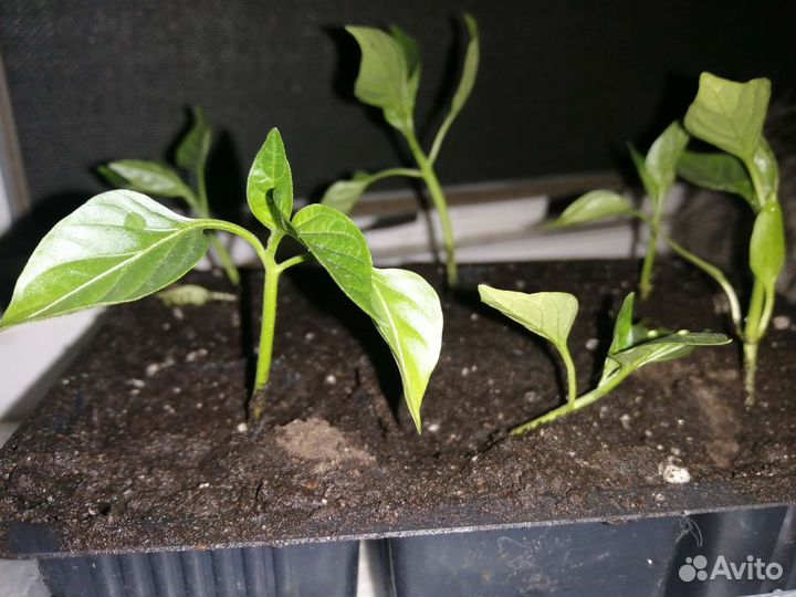 Перец болгарский рассада