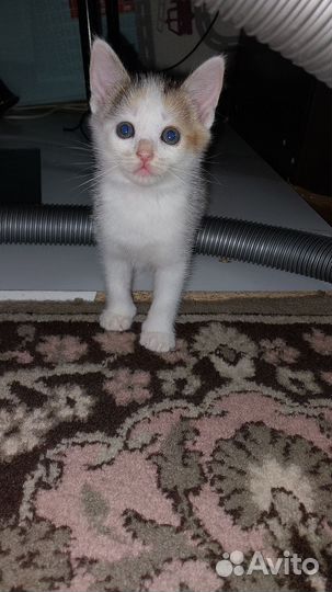 Котятки в добрые ручки