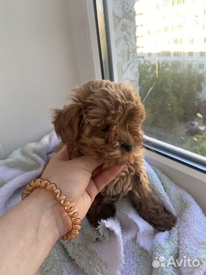 Мальтипу f1 мини