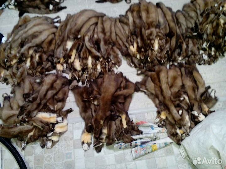 Куница и соболь