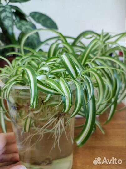 Хлорофитум кудрявый