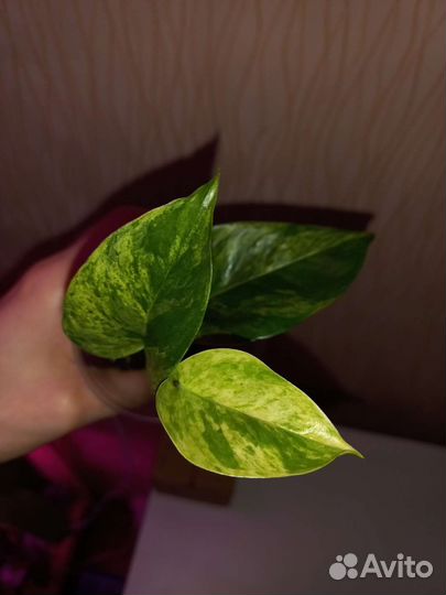 Сциндапсус марбл квин