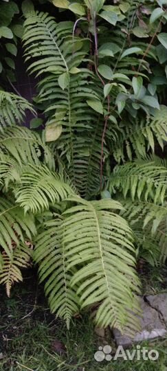 Папоротник