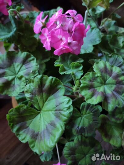 Герань разная