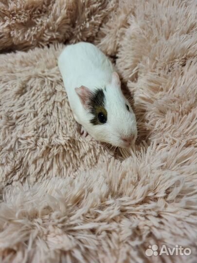 Морские свинки, 1,5 месяца