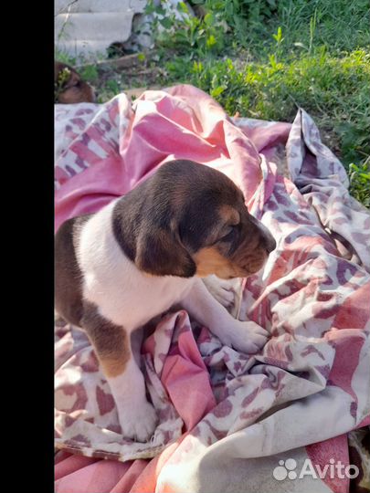 Щенки Русской пегой гончей