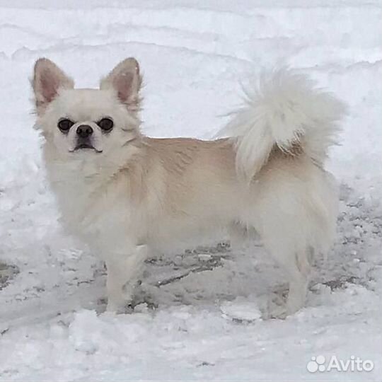 Вязка кобель чихуахуа