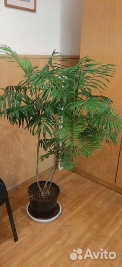 Домашнее растение. хамедорея