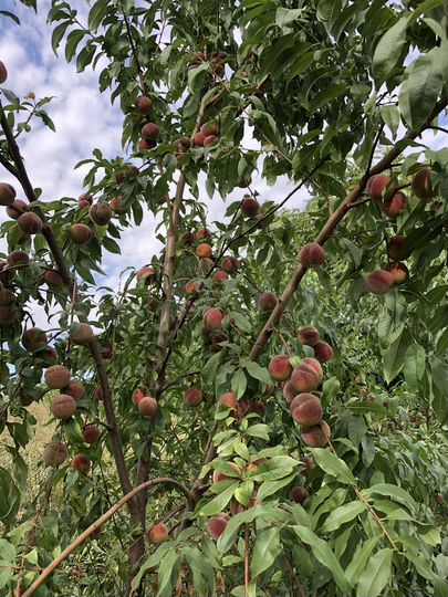 Участок 16 сот. (СНТ, ДНП)