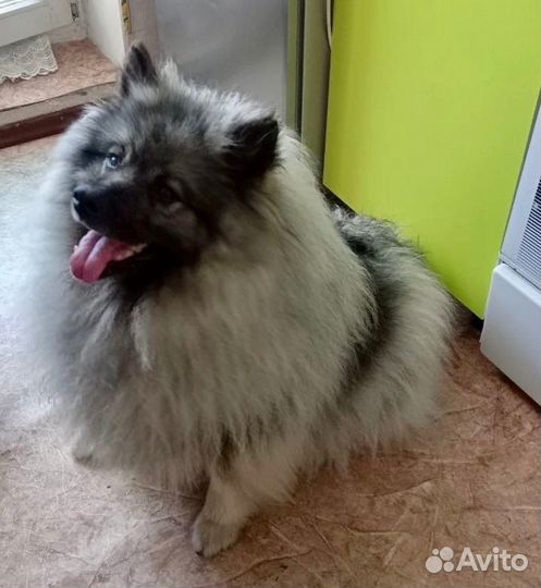 Передержка для собак