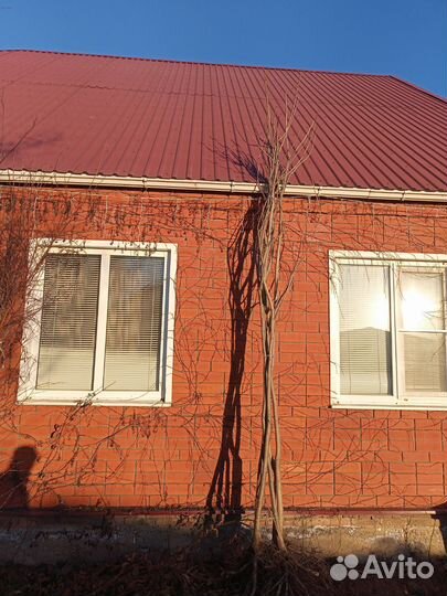 Саженцы катальпы