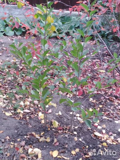 Саженцы абрикоса 3 летки