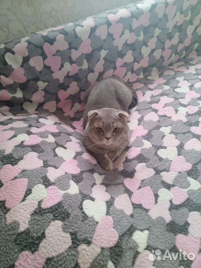 Ищем кошечку для вязки