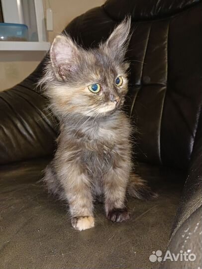 Малышка Валенсия