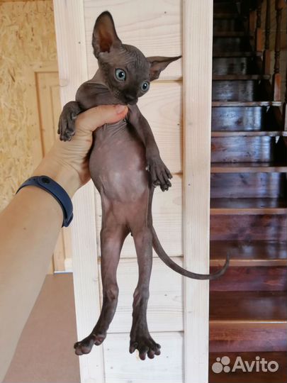 Канадский сфинкс