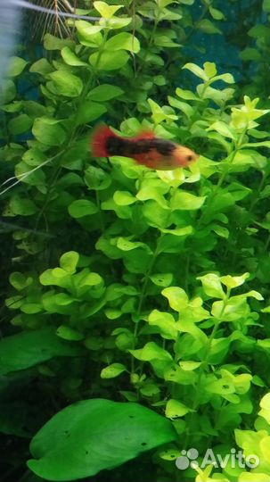 Растения для аквариума