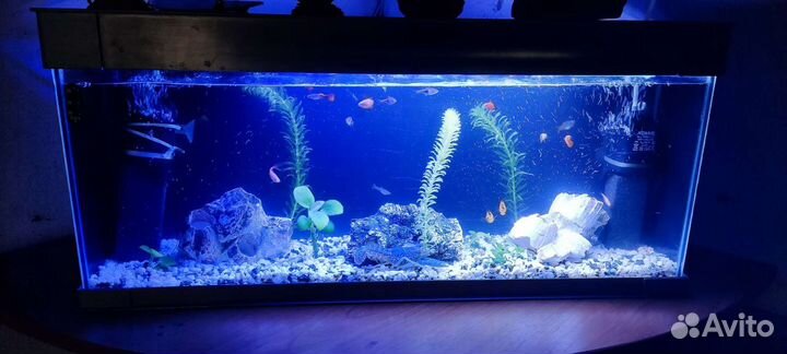 Аквариум