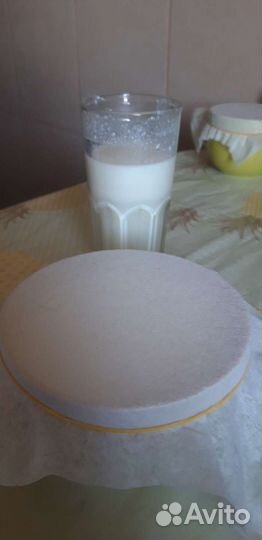 Тибетский молочный гриб