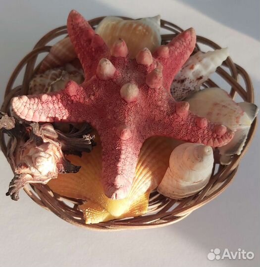 Набор ракушек