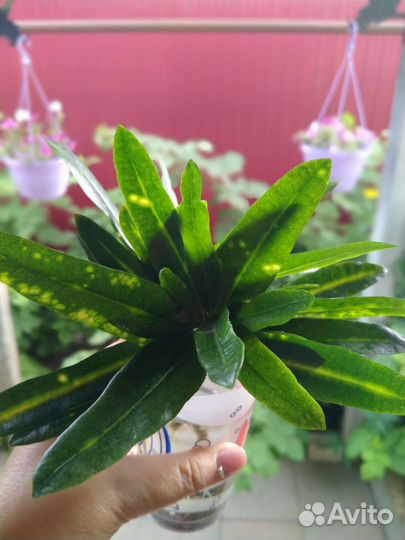 Кротон узколистный