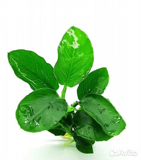 Анубиас нана