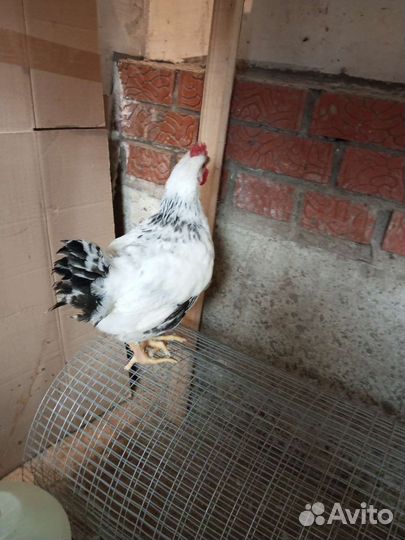 Молодые петушки