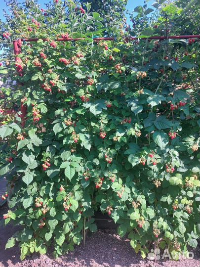 Саженцы малины и малиновое дерево