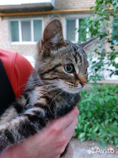 Кошка в дар бесплатно